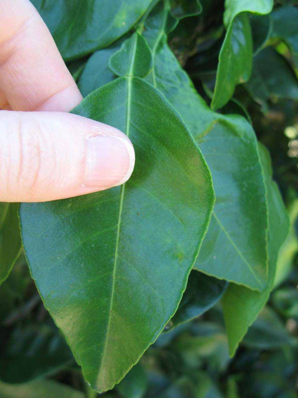            Unifoliolate leaf (Winter Haven, FL)   